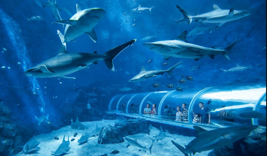 S.E.A. Aquarium, Sentosa Island, Singapore